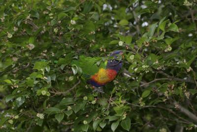 rosella129.jpg