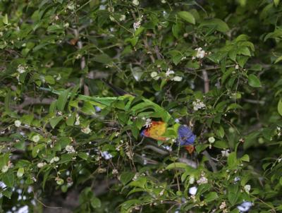 rosella131.jpg
