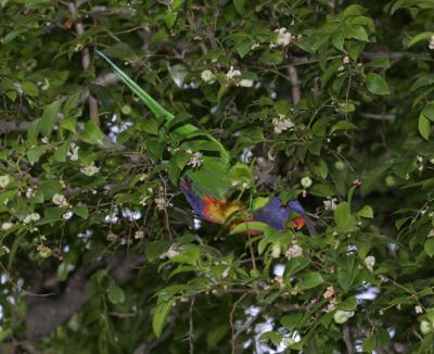 rosella132.jpg