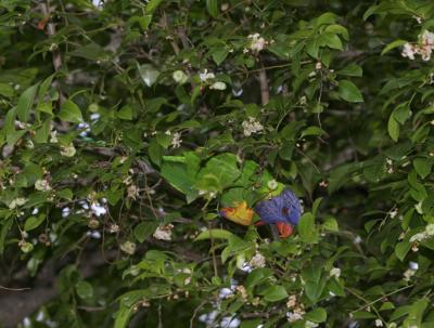 rosella134.jpg