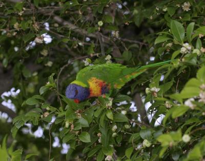 rosella136.jpg