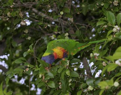 rosella138.jpg