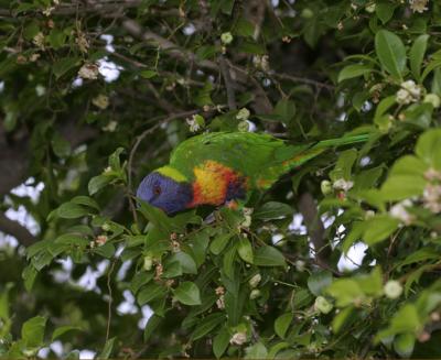 rosella140.jpg