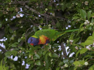 rosella141.jpg