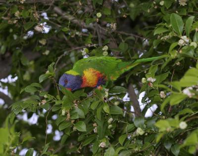 rosella142.jpg