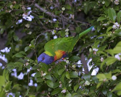 rosella143.jpg