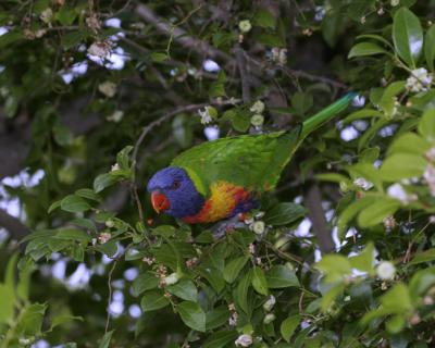 rosella144.jpg