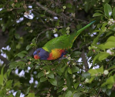 rosella145.jpg