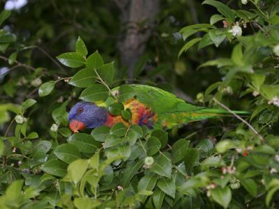 rosella146.jpg