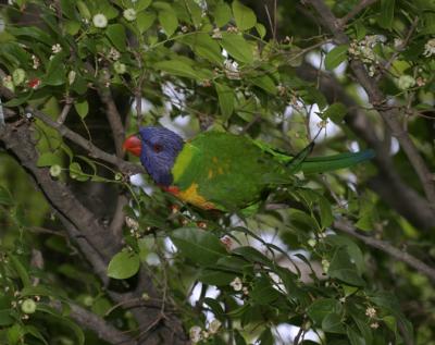 rosella147.jpg