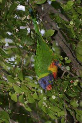 rosella149.jpg