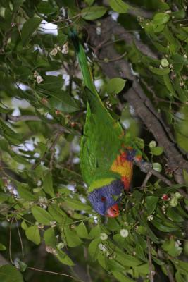 rosella150.jpg