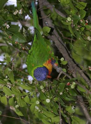 rosella151.jpg