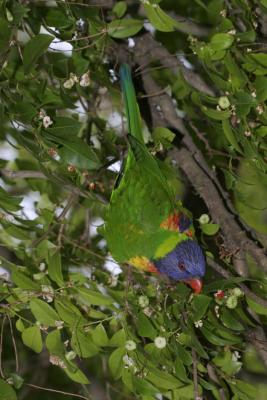 rosella152.jpg