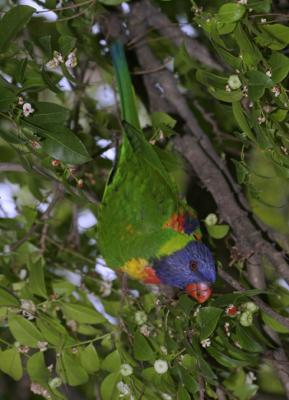 rosella153.jpg