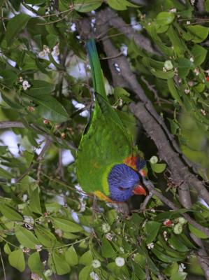 rosella154.jpg