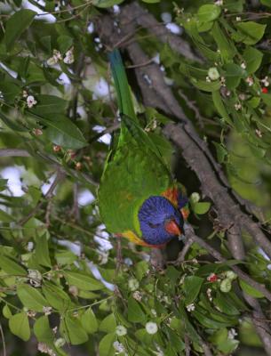 rosella155.jpg