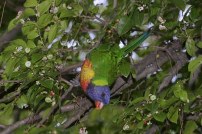 rosella156.jpg