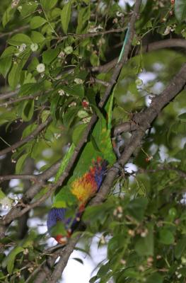 rosella157.jpg