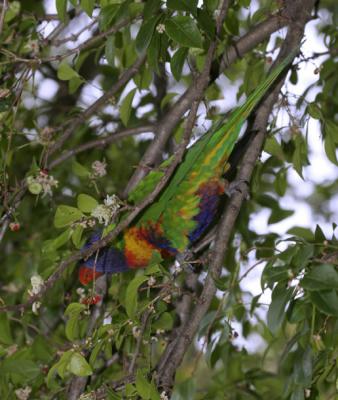 rosella159.jpg