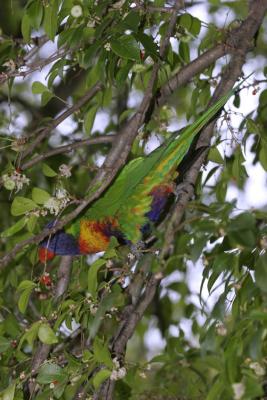 rosella160.jpg