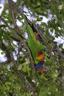 rosella161.jpg
