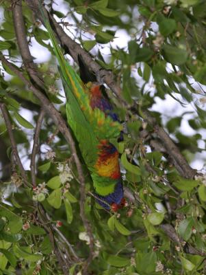 rosella162.jpg