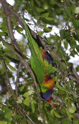 rosella163.jpg