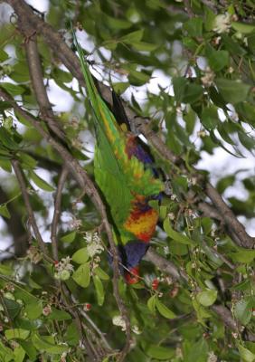 rosella164.jpg