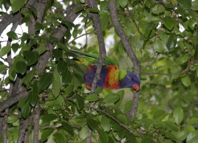 rosella166.jpg
