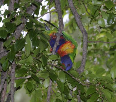 rosella167.jpg