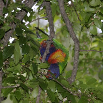rosella168.jpg