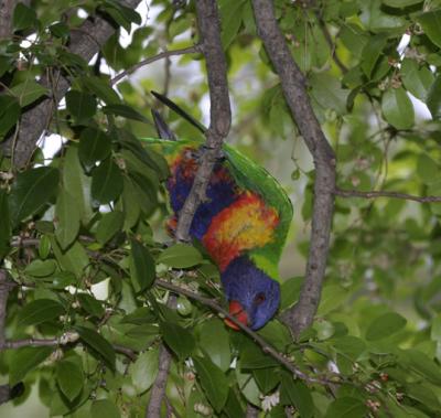 rosella169.jpg
