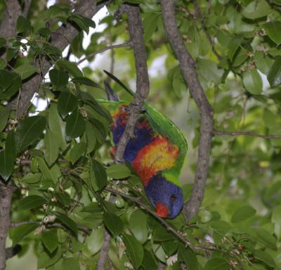 rosella170.jpg