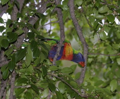 rosella171.jpg