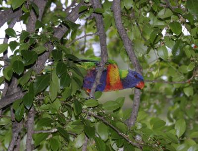 rosella172.jpg