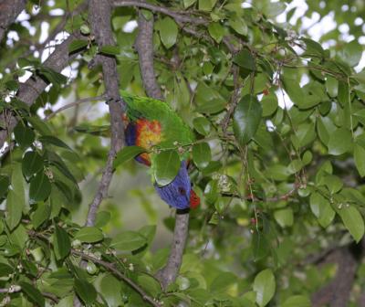 rosella173.jpg