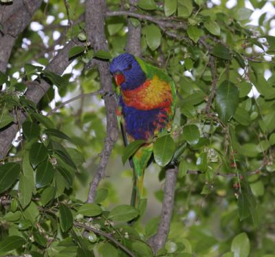 rosella174.jpg