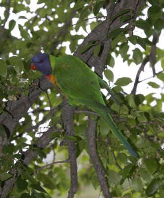 rosella175.jpg