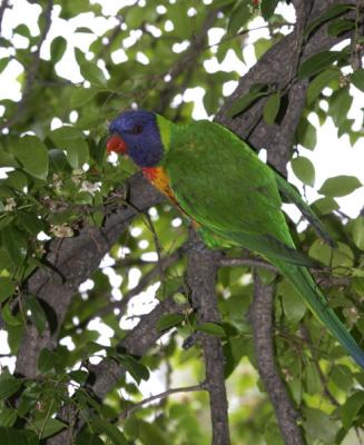 rosella176.jpg