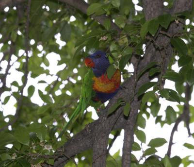 rosella178.jpg
