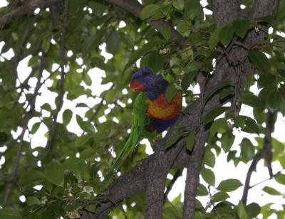 rosella179.jpg