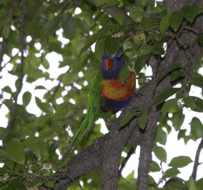 rosella180.jpg
