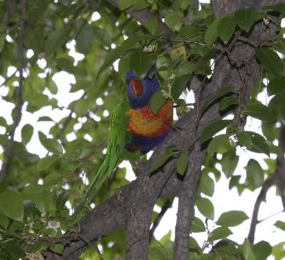 rosella181.jpg