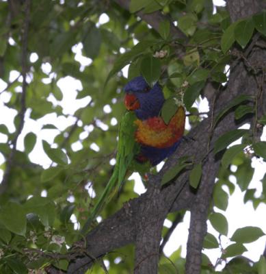 rosella182.jpg