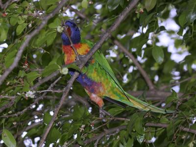 rosella183.jpg