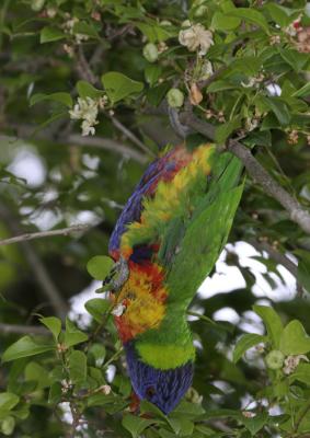 rosella184.jpg
