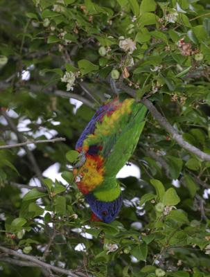 rosella185.jpg