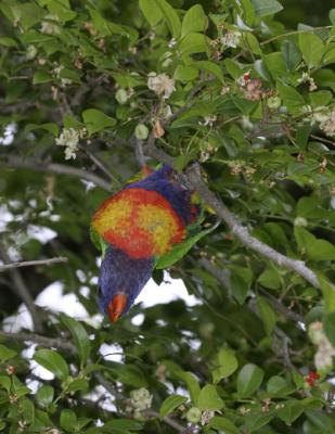 rosella186.jpg