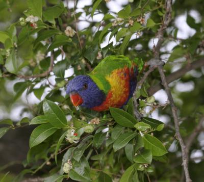 rosella187.jpg